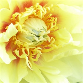 黄色牡丹花